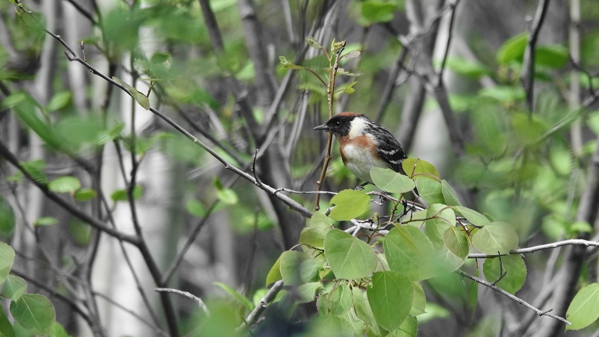 Bay-breasted Warbler - ML620414675