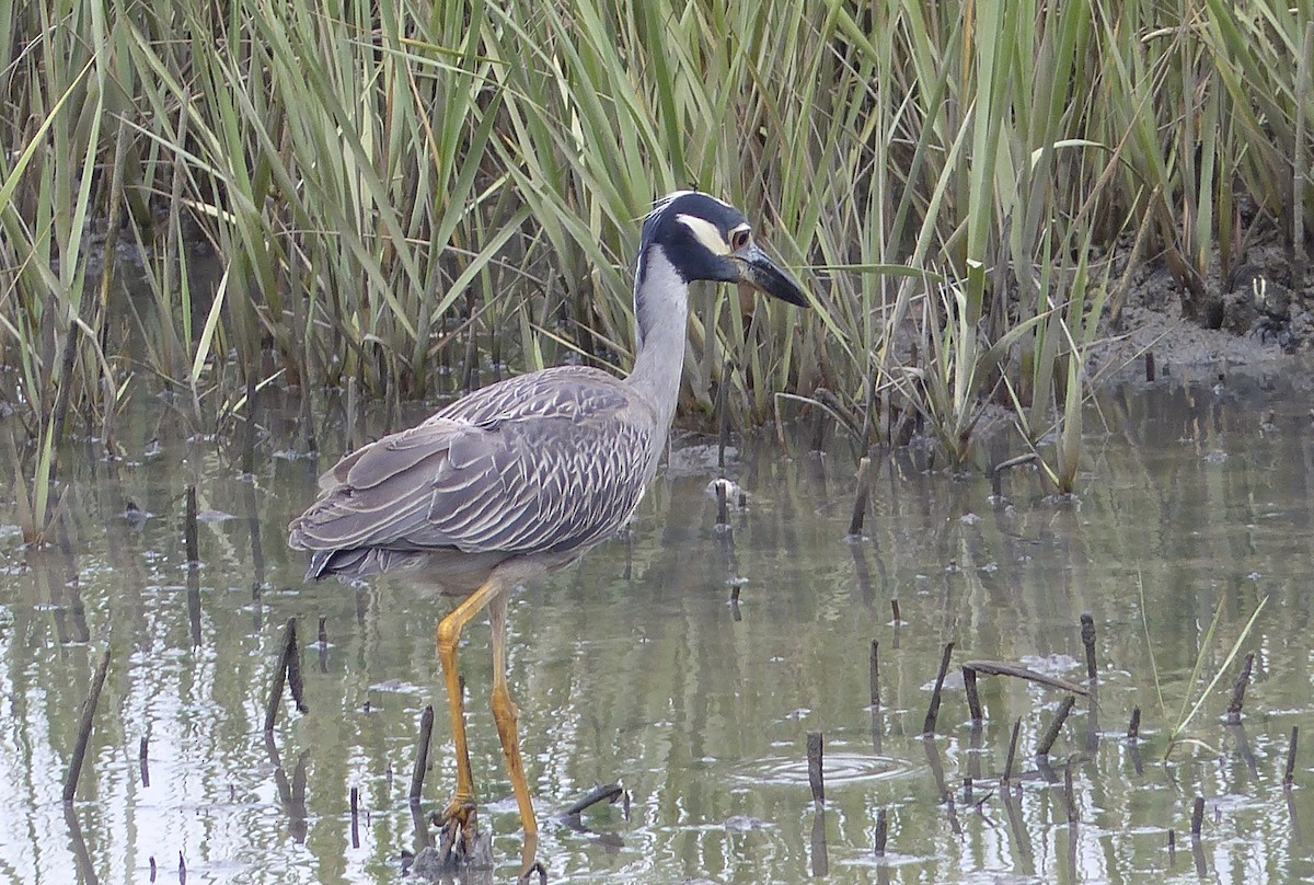 Yellow-crowned Night Heron - ML620414678