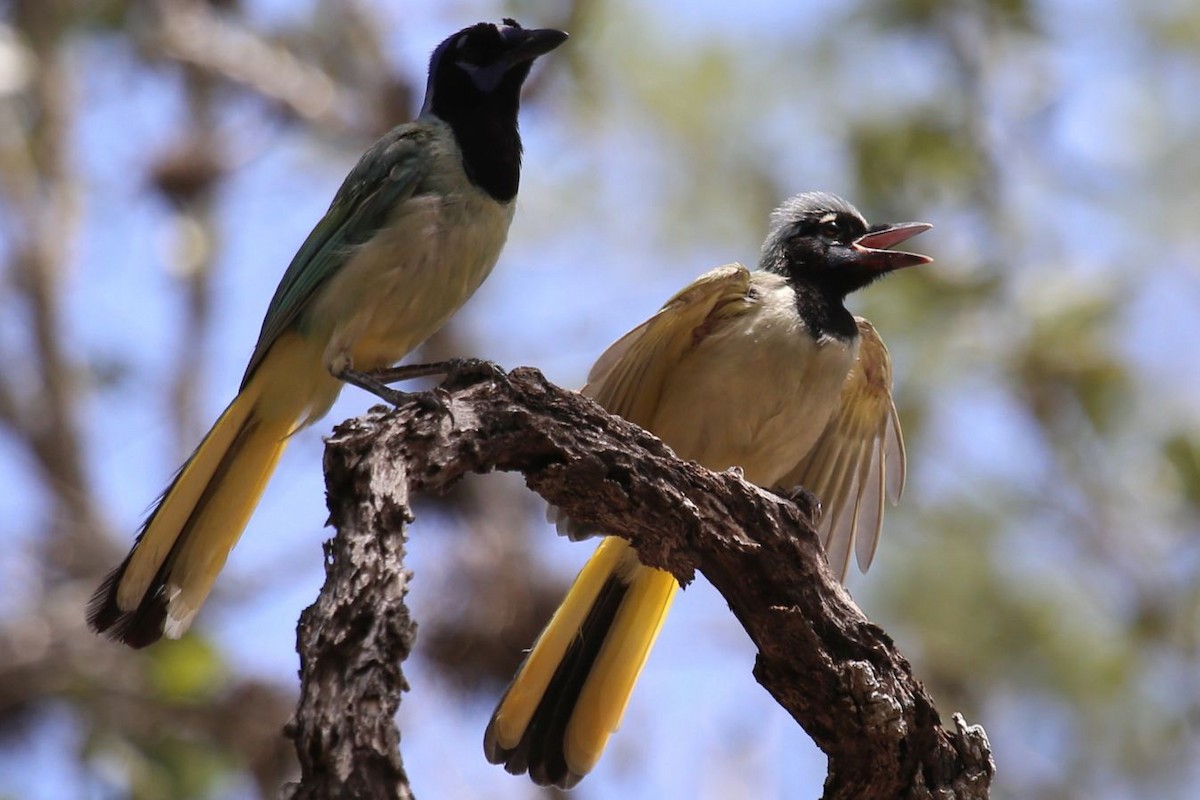 Green Jay - Greg Page