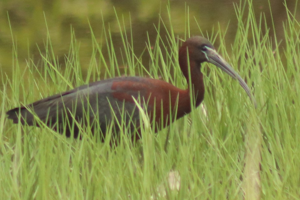 ibis hnědý - ML620414687