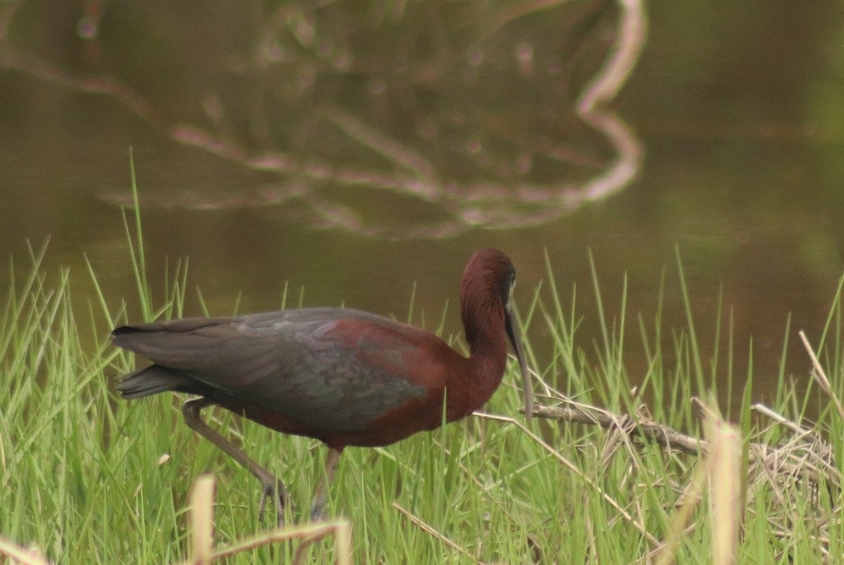 ibis hnědý - ML620414690