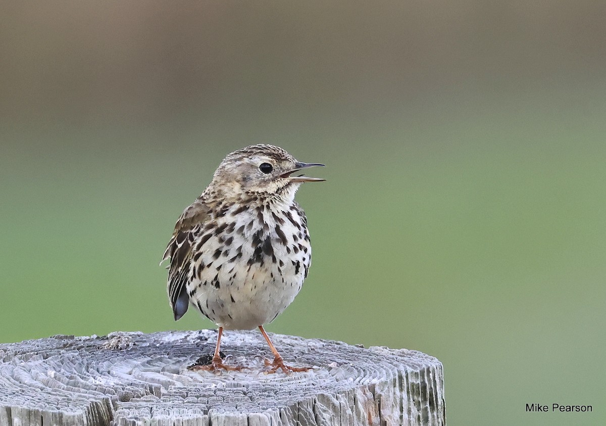 Meadow Pipit - Mike Pearson