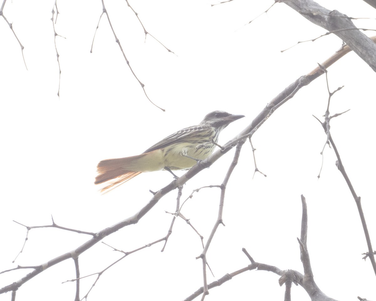 Sulphur-bellied Flycatcher - ML620414729