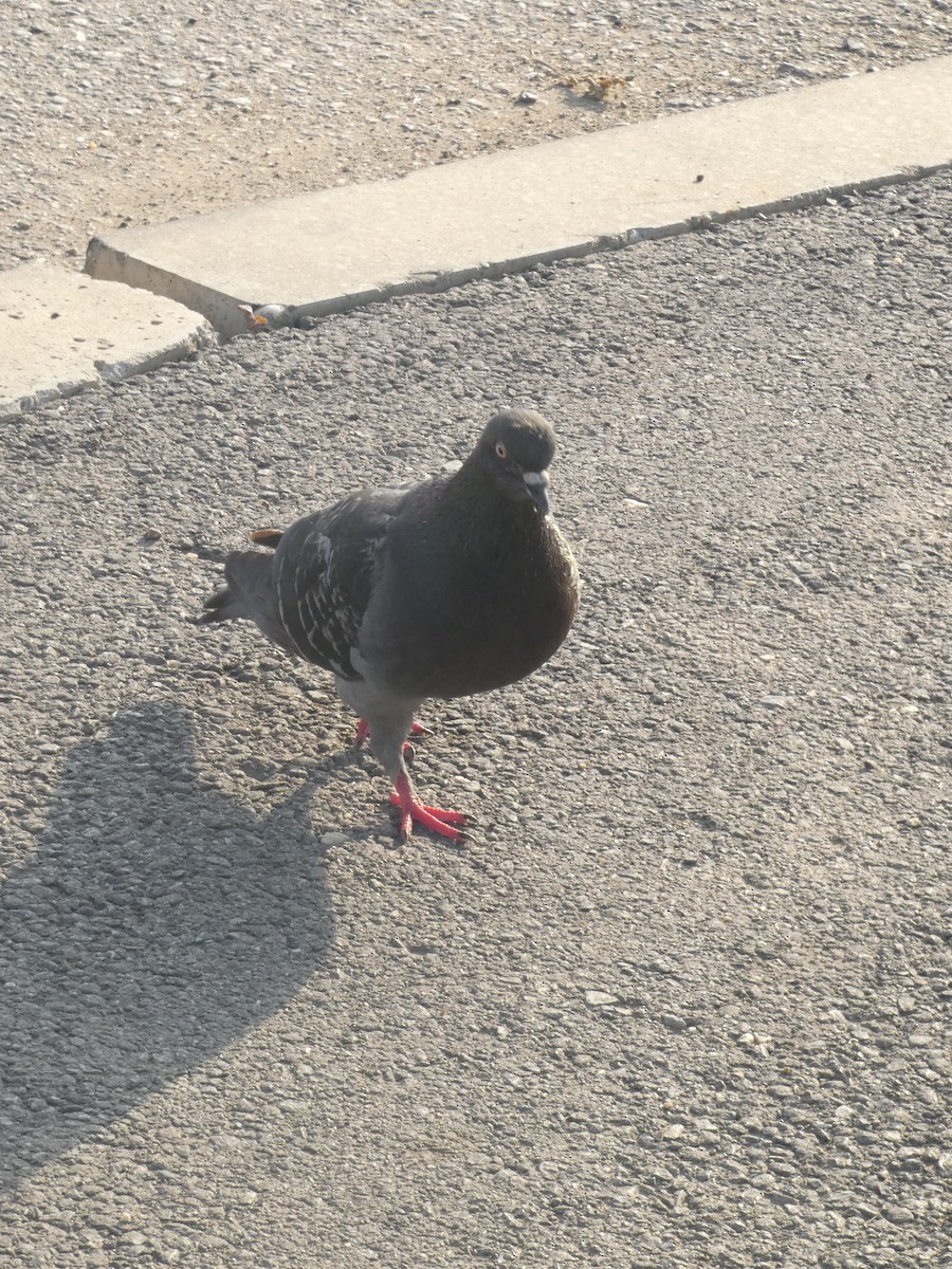 Rock Pigeon (Feral Pigeon) - ML620414730