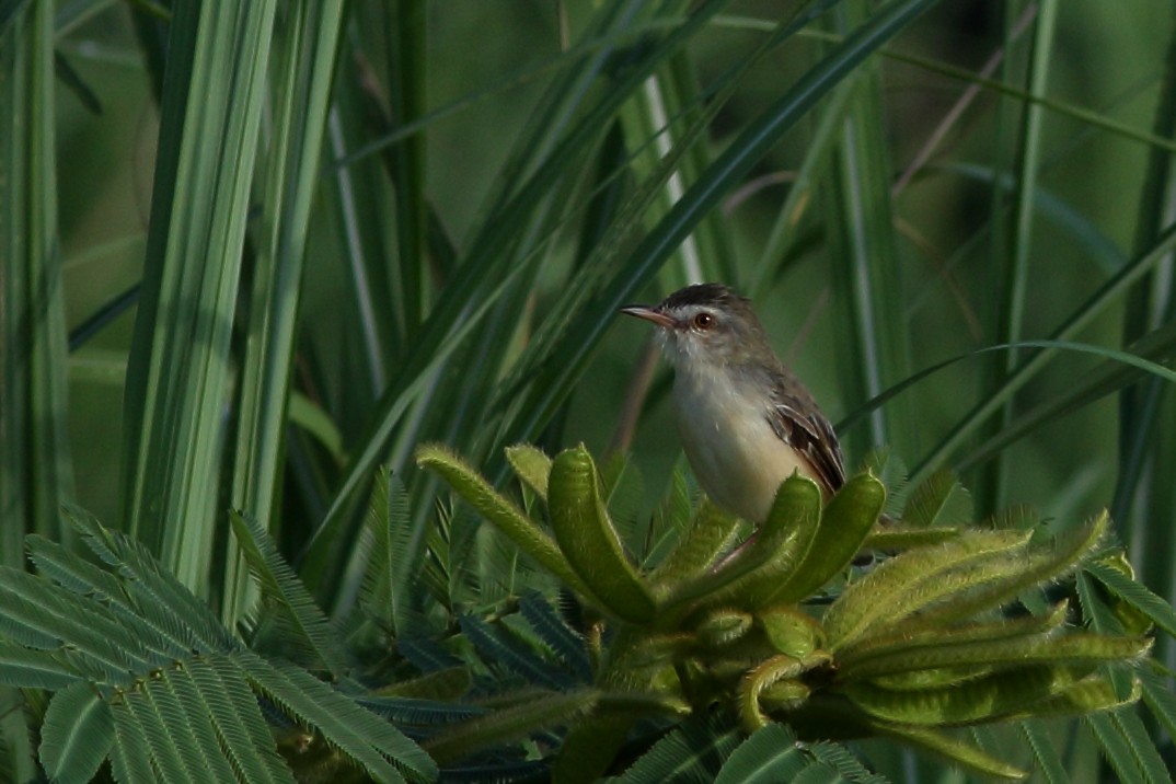 Zitting Cisticola - ML620414754