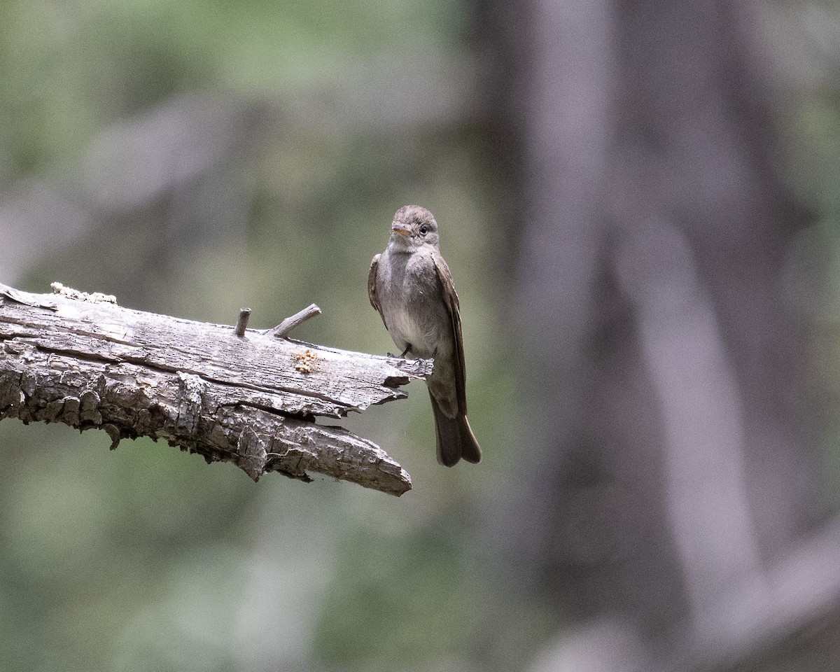 Western Wood-Pewee - ML620414767