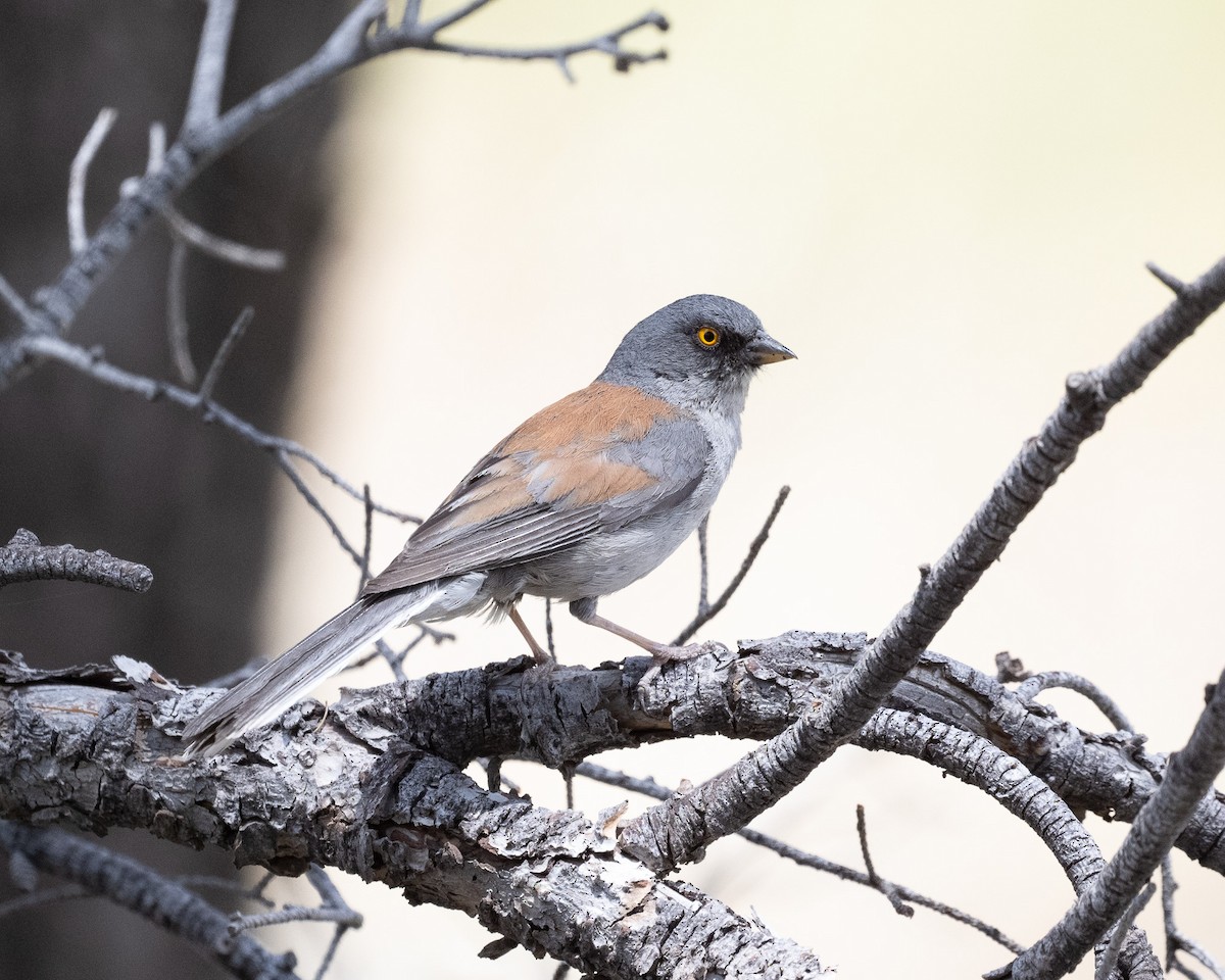 Junco aux yeux jaunes - ML620414771