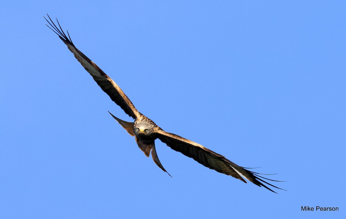 Red Kite - Mike Pearson
