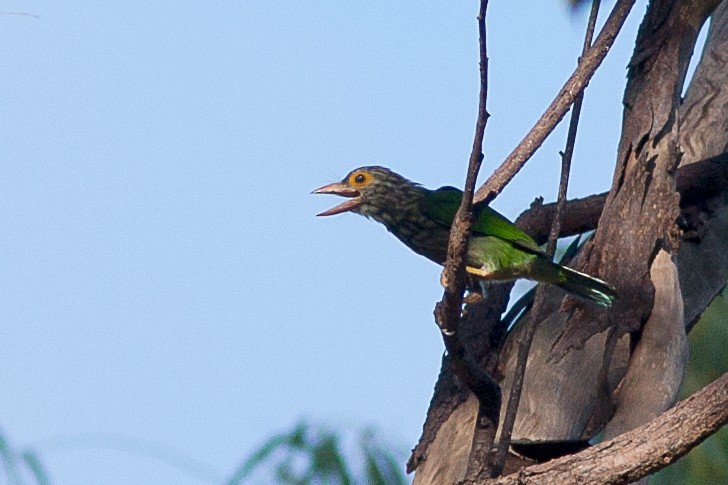Lineated Barbet - ML620414781