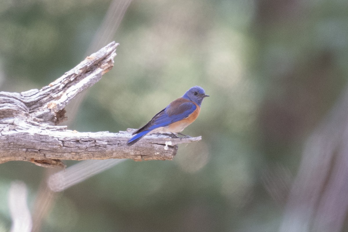 Western Bluebird - ML620414784