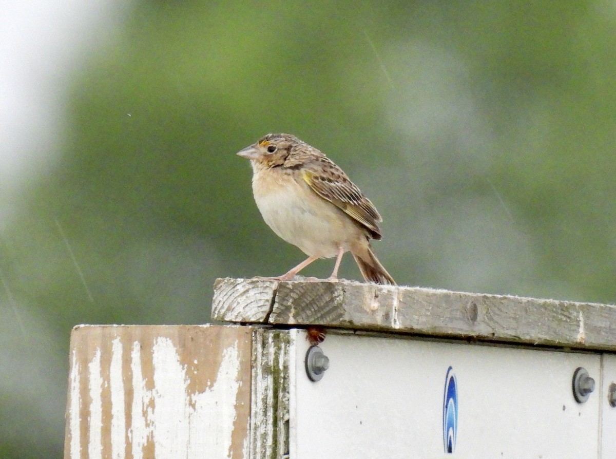 Grasshopper Sparrow - ML620414785