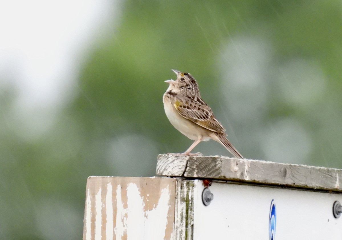 Grasshopper Sparrow - ML620414789