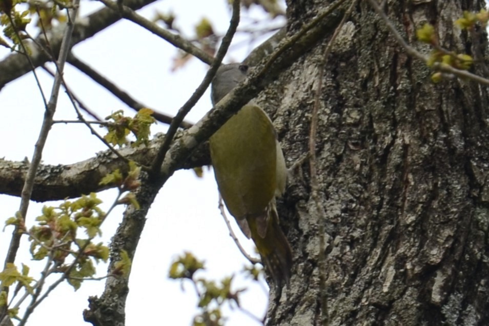 Седой дятел (canus/jessoensis) - ML620414796