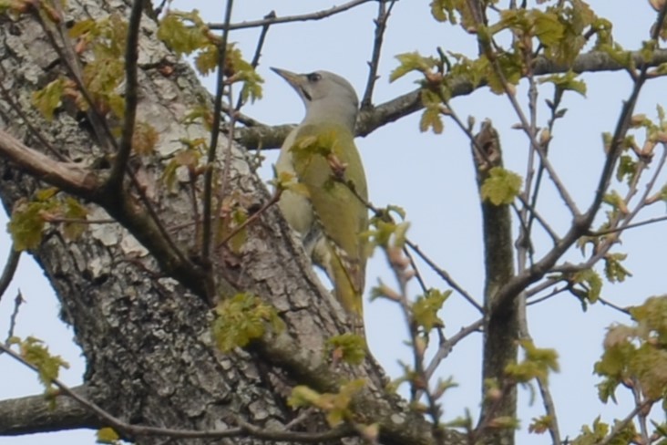 Gray-headed Woodpecker (Gray-headed) - ML620414797
