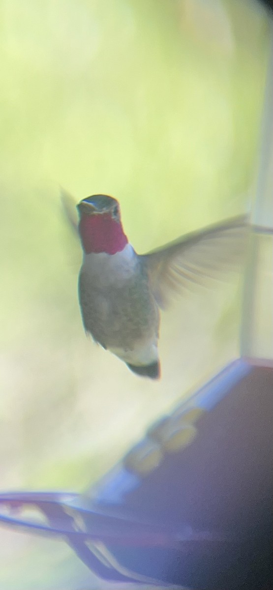 Broad-tailed Hummingbird - ML620414802