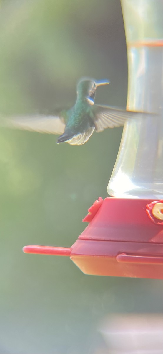 Broad-tailed Hummingbird - ML620414806
