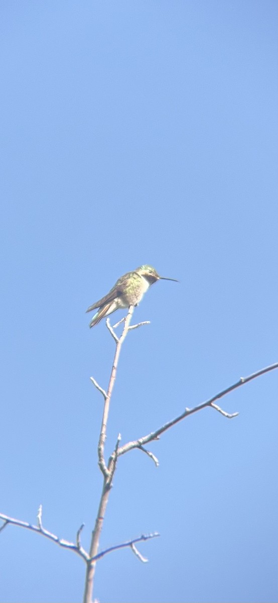 Broad-tailed Hummingbird - ML620414807