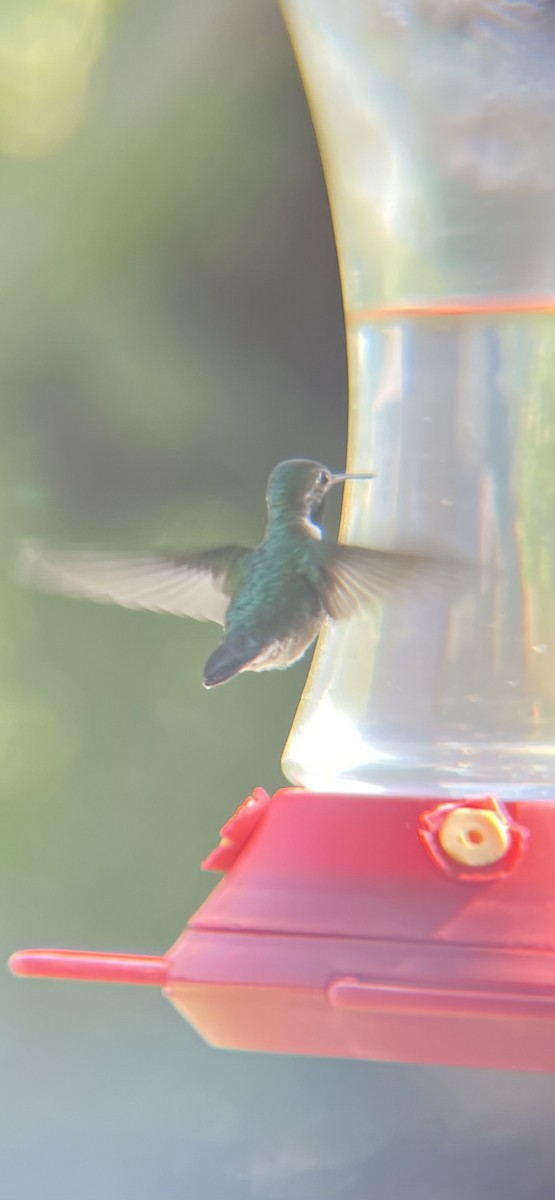 Broad-tailed Hummingbird - ML620414808