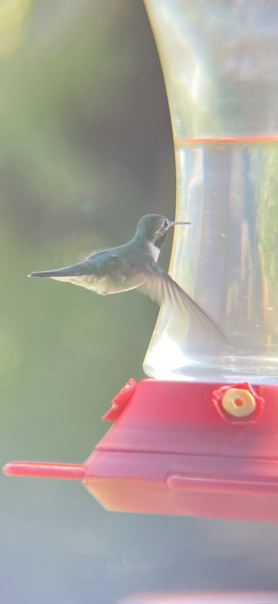 Broad-tailed Hummingbird - ML620414809