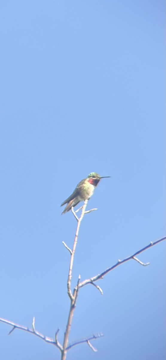 Broad-tailed Hummingbird - ML620414810