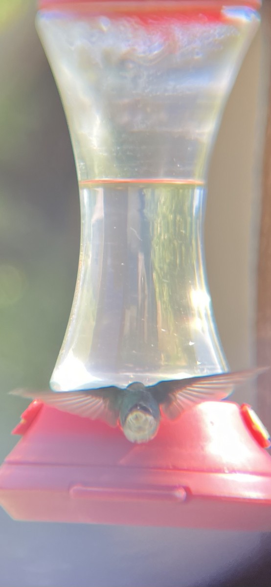 Broad-tailed Hummingbird - ML620414811