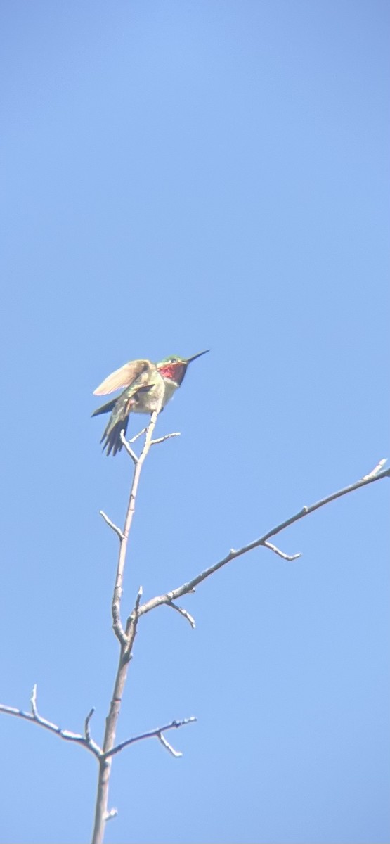 Broad-tailed Hummingbird - ML620414812