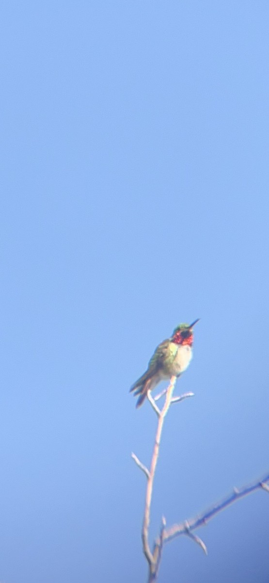 Broad-tailed Hummingbird - ML620414813