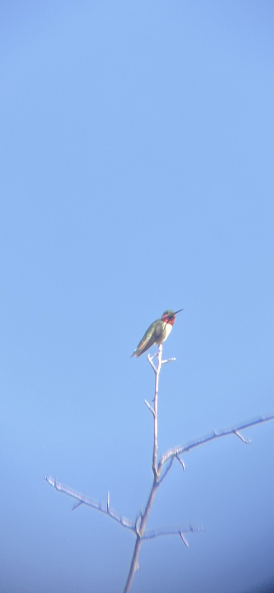 Broad-tailed Hummingbird - ML620414814