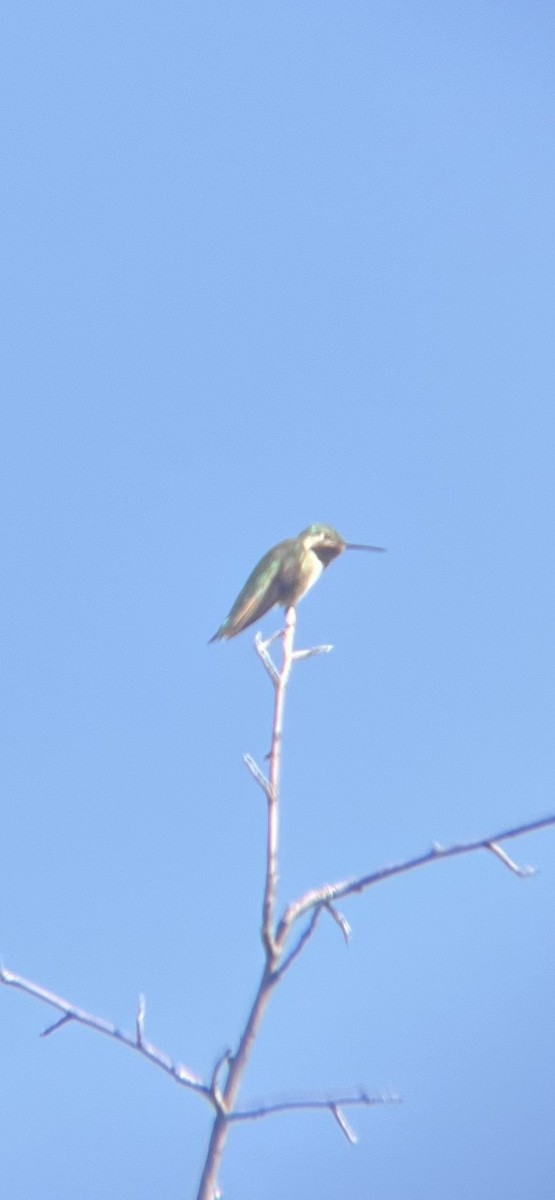 Broad-tailed Hummingbird - ML620414815