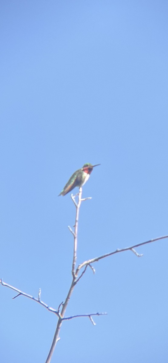 Broad-tailed Hummingbird - ML620414816
