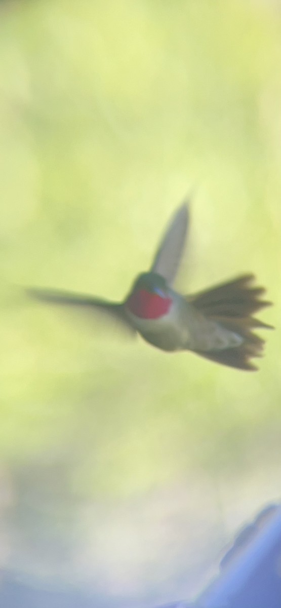 Broad-tailed Hummingbird - ML620414817
