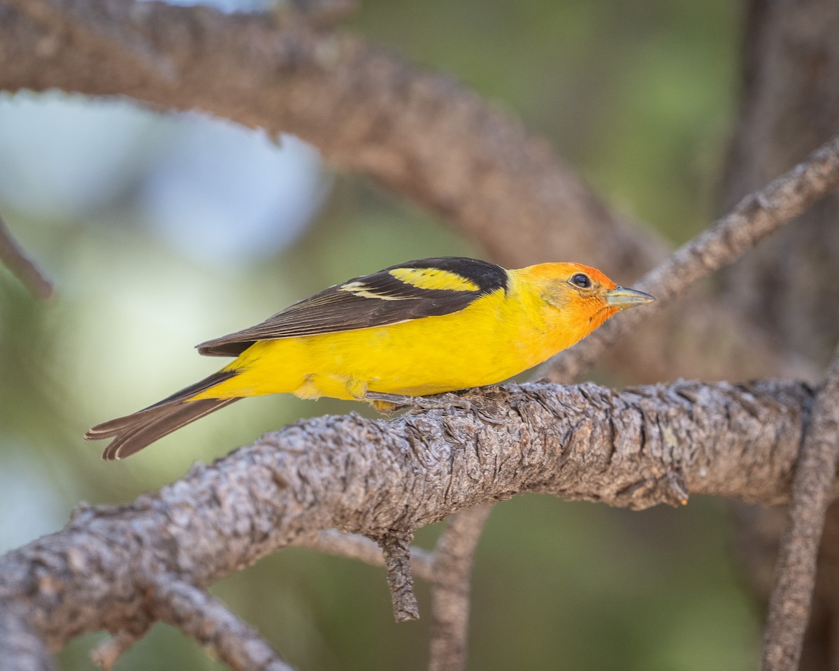 Western Tanager - ML620414832