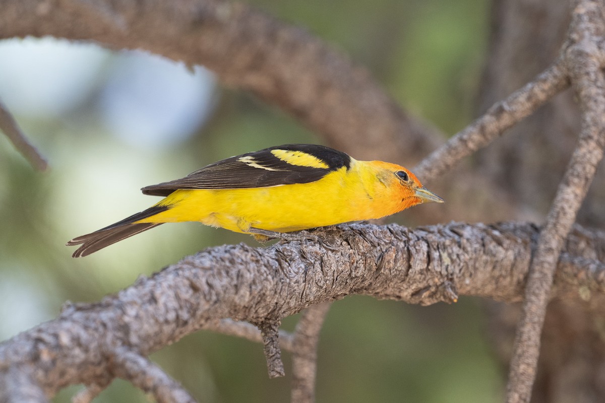 Western Tanager - ML620414833