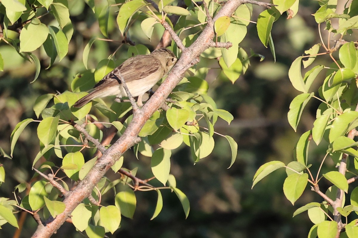 Eastern Olivaceous Warbler - Christophe PASQUIER