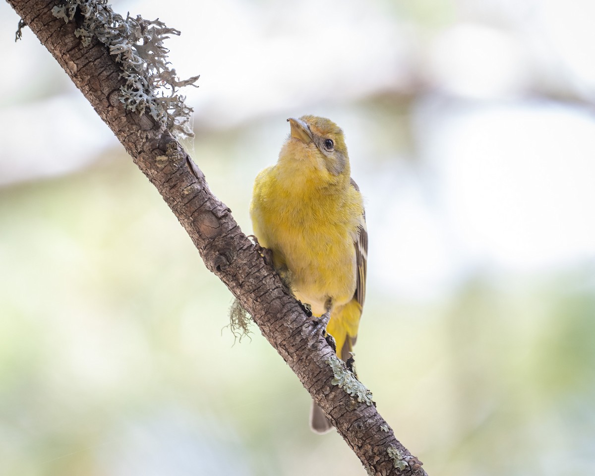 Western Tanager - ML620414843