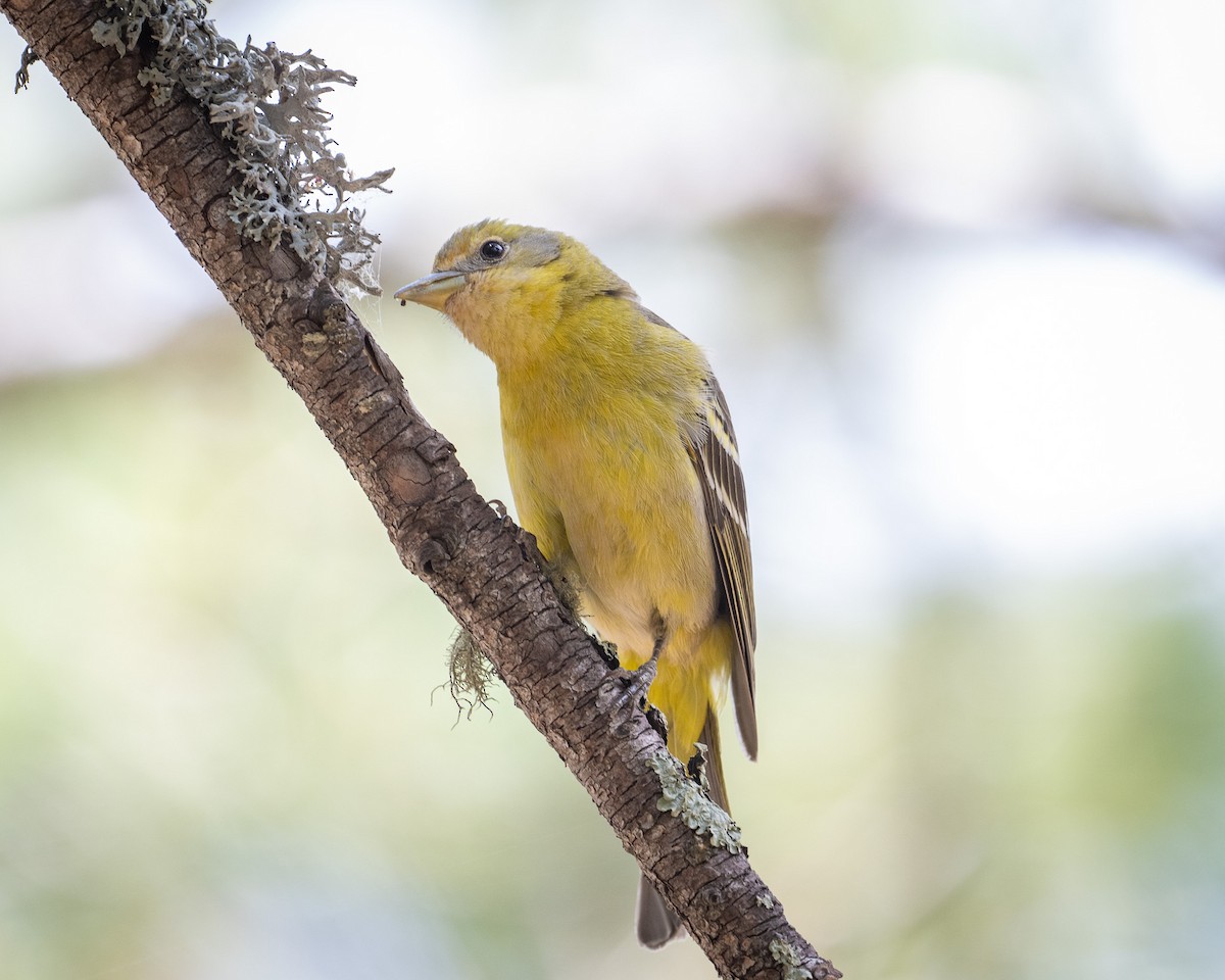 Western Tanager - ML620414844