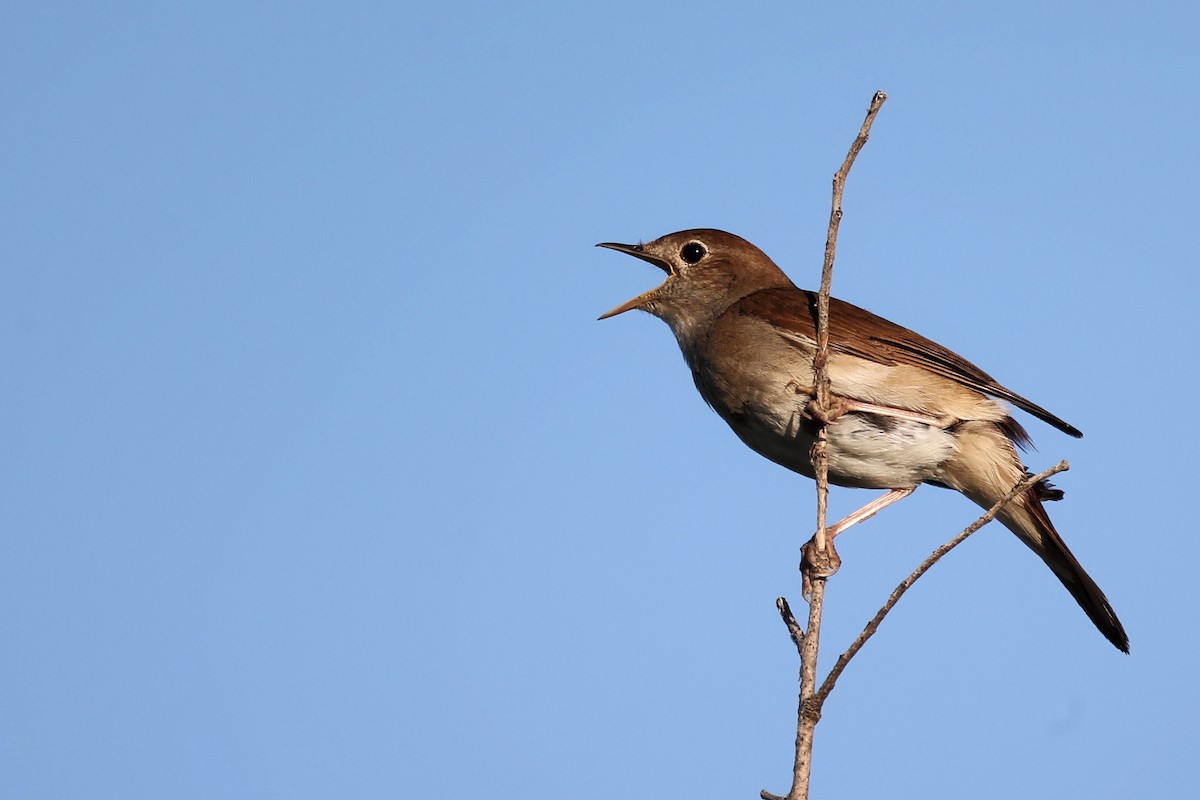 Common Nightingale - ML620414848