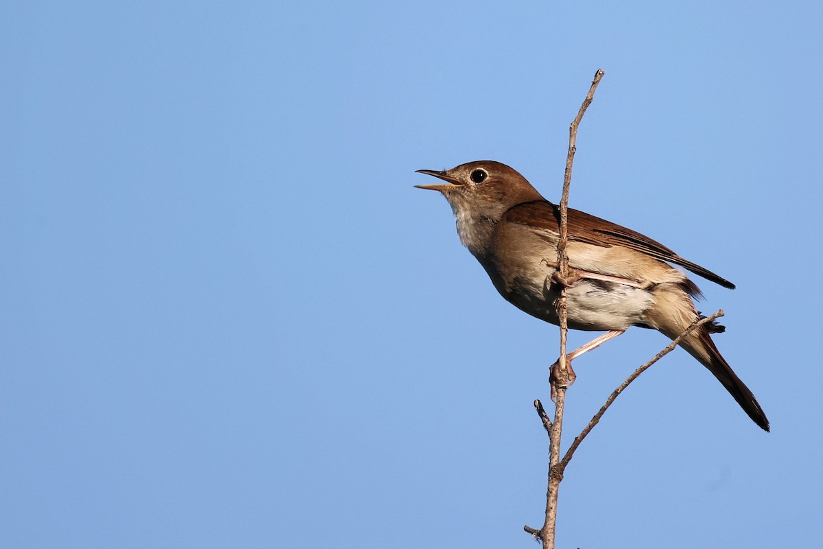 Common Nightingale - ML620414853