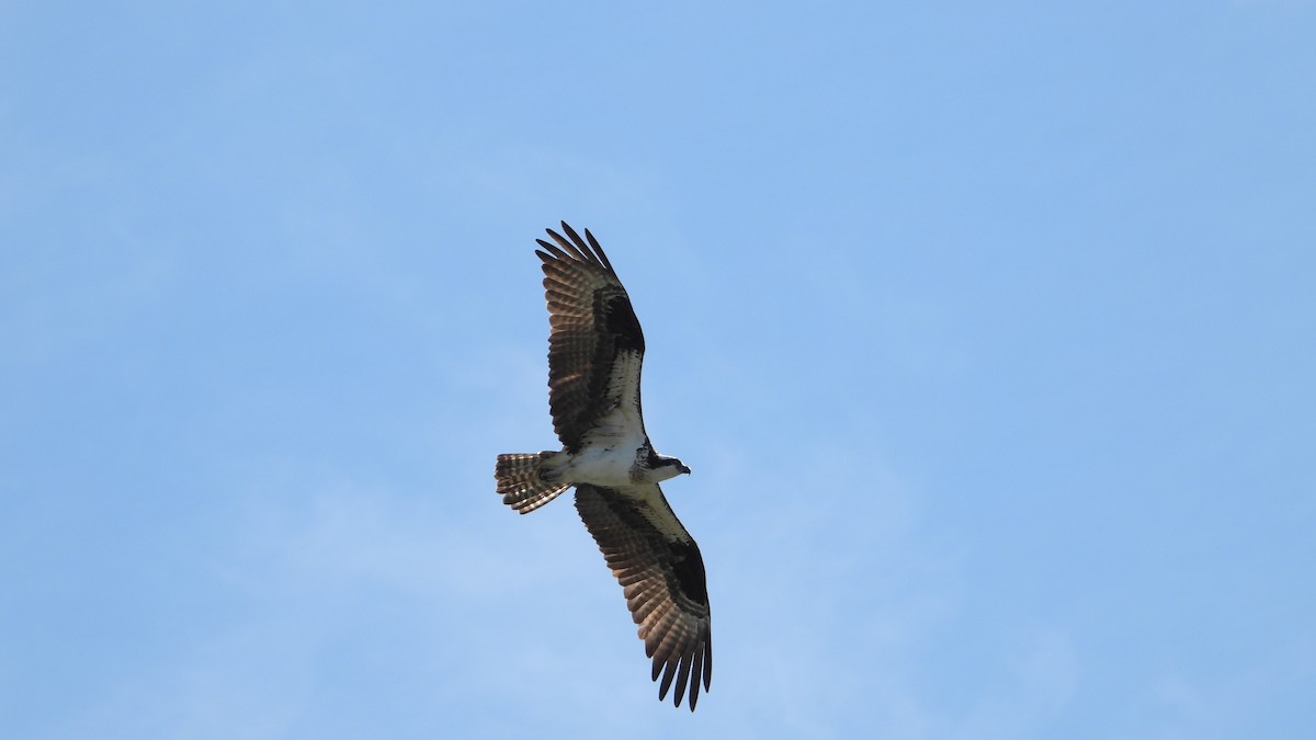 Águila Pescadora - ML620414858