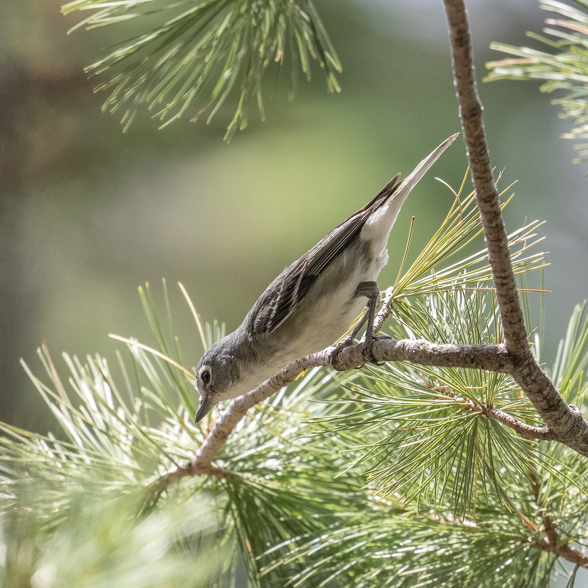 Plumbeous Vireo - ML620414873