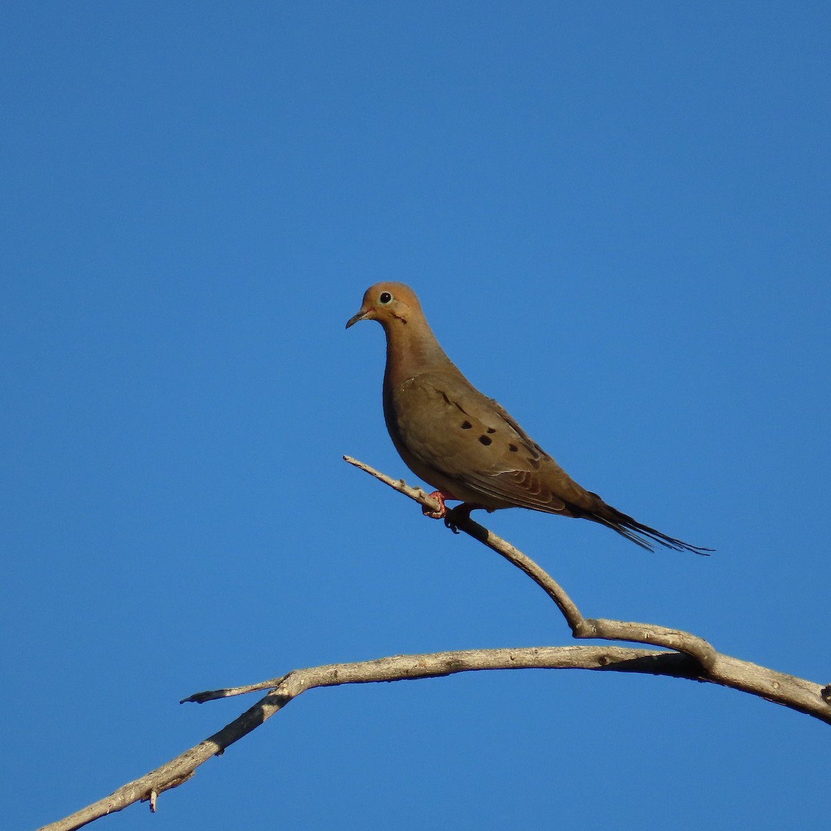 Mourning Dove - ML620414879