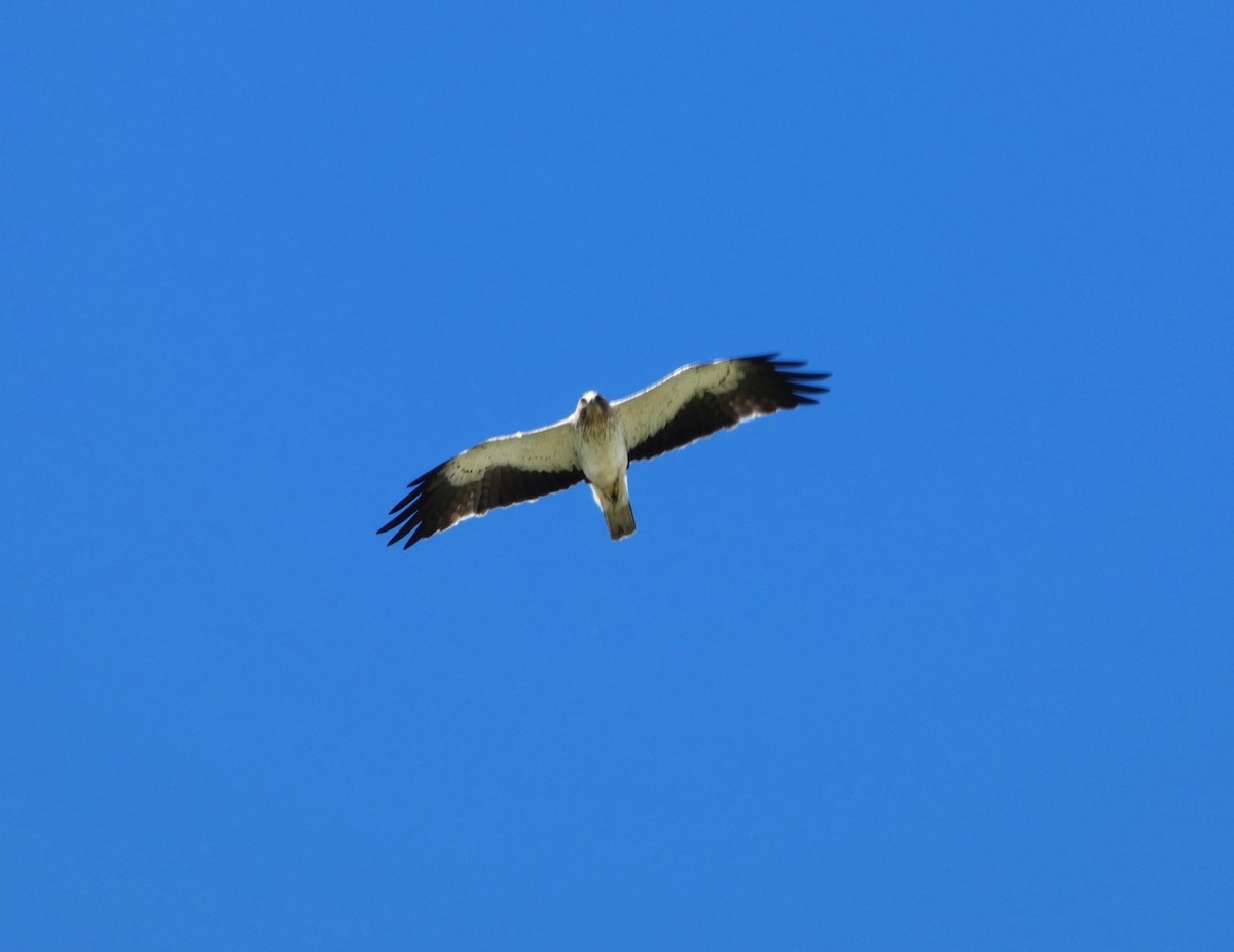 Booted Eagle - ML620414896