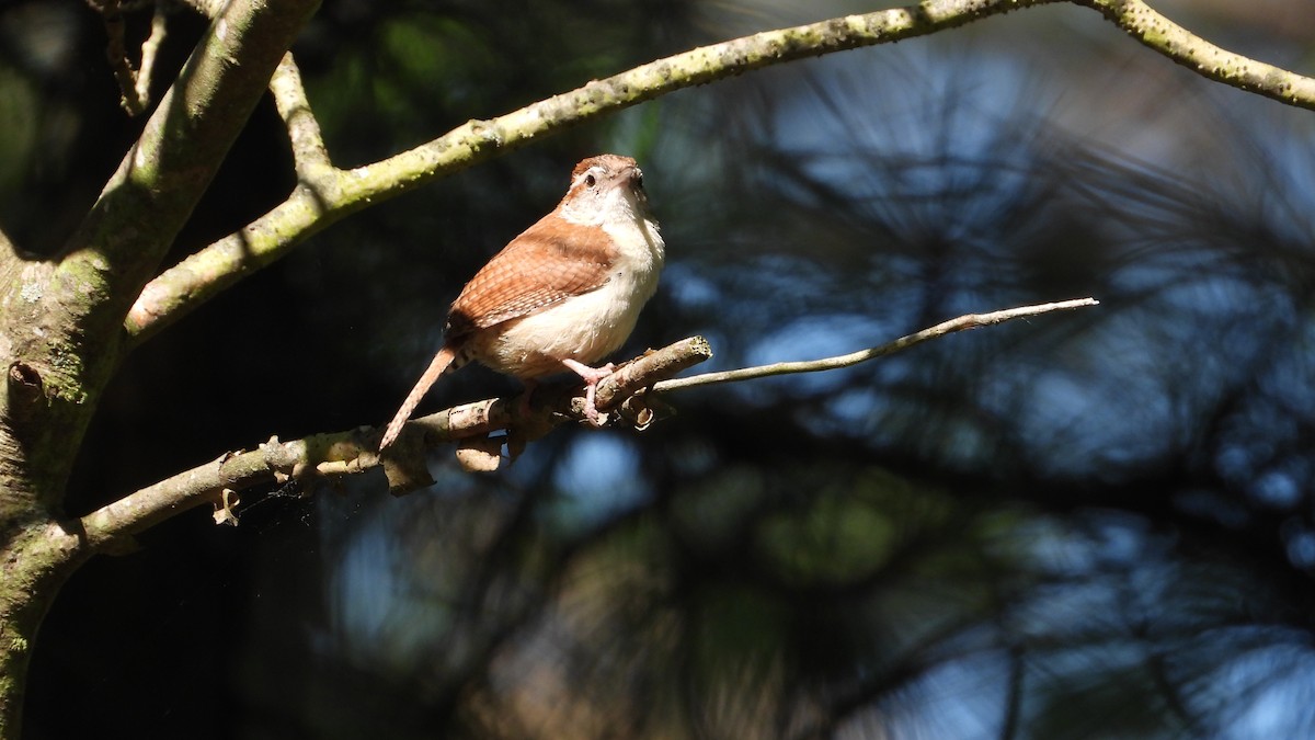 Carolina Wren - ML620414902