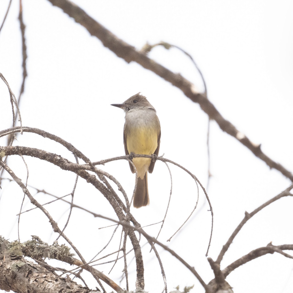 Dusky-capped Flycatcher - ML620414906