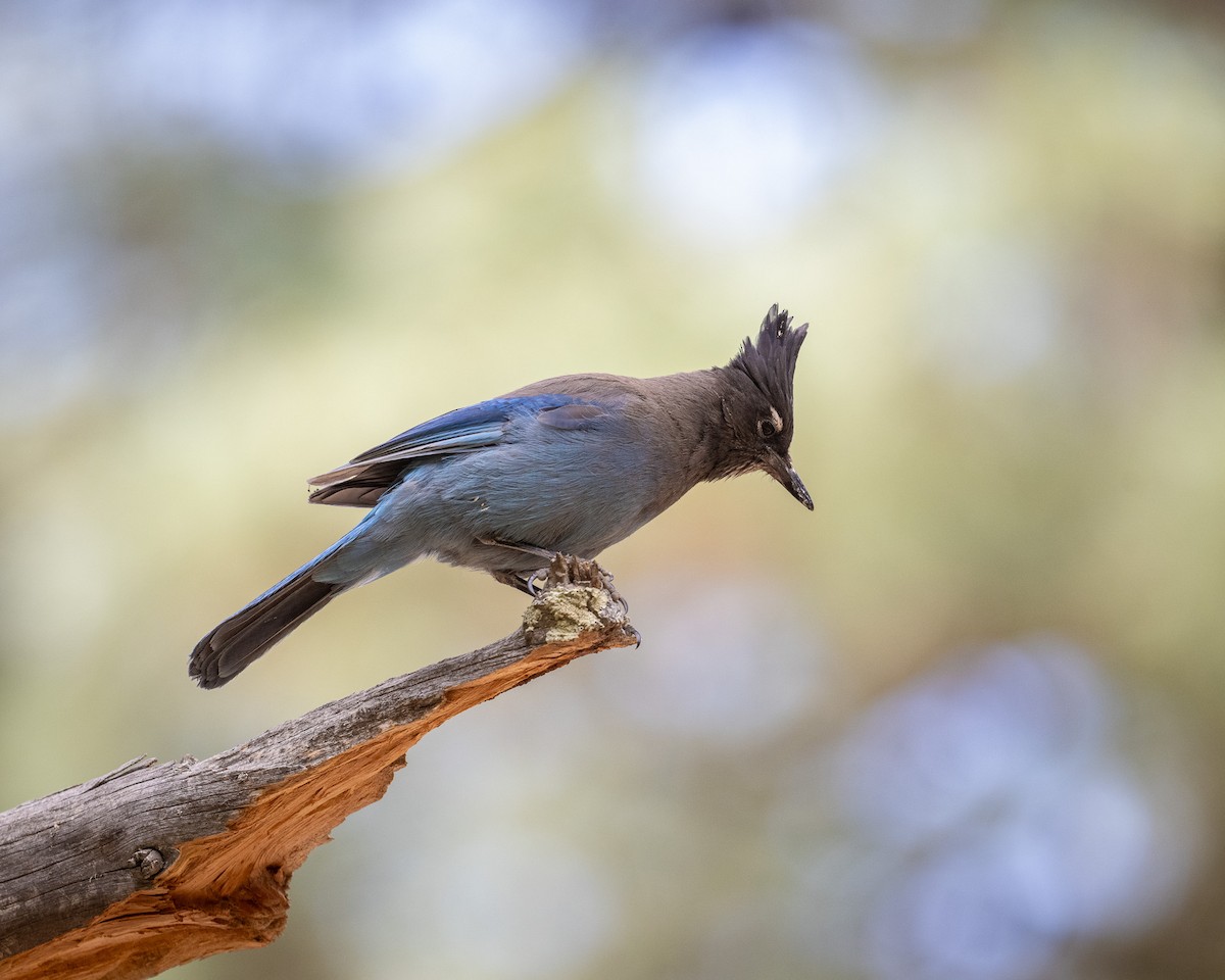 Steller's Jay - ML620414908