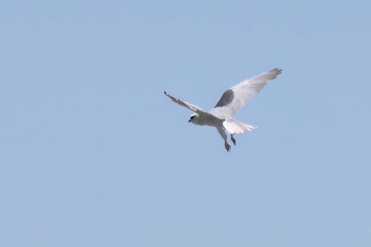 Black-winged Kite - ML620414915