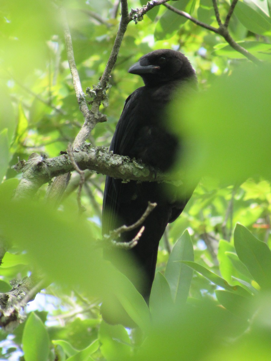 American Crow - ML620414917