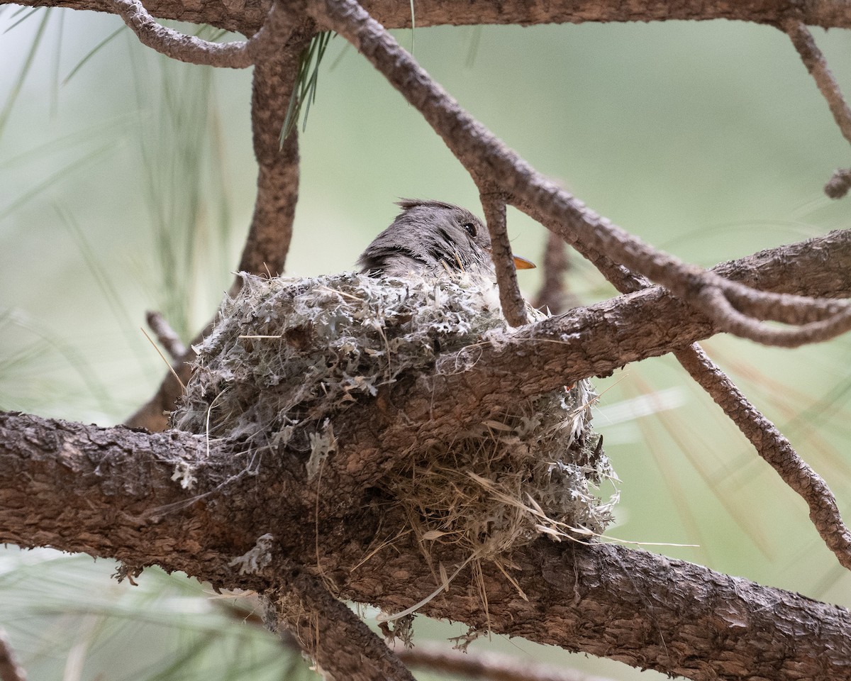 Greater Pewee - Graham Deese