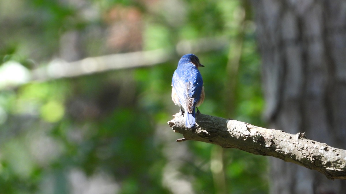 Eastern Bluebird - ML620414920