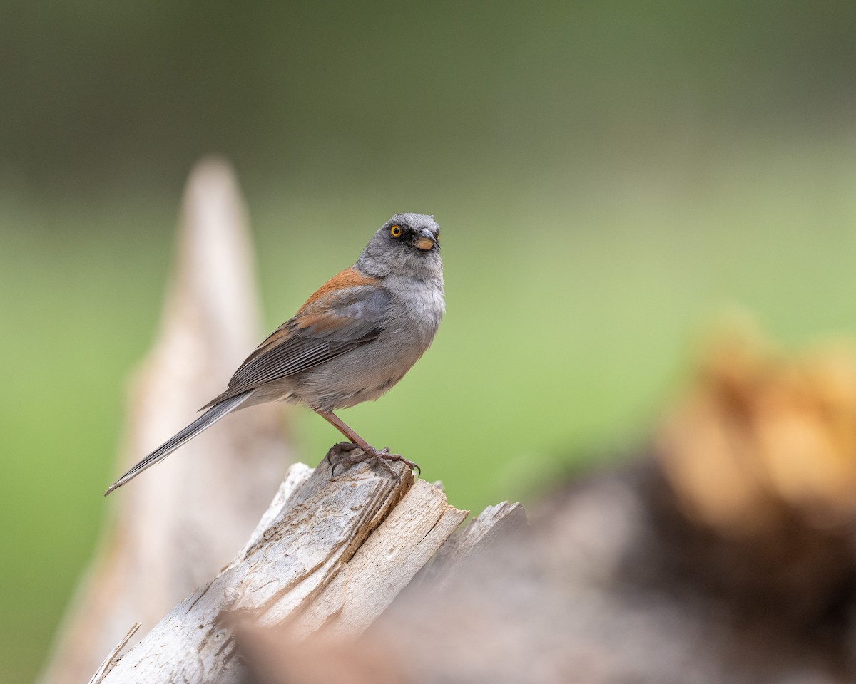 Junco aux yeux jaunes - ML620414926